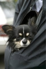 Portrait de Chihuahua dans la veste de son maître