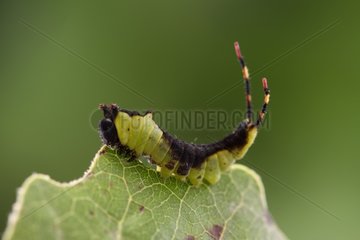 Caterpillar of Puss Moth in the second stage Alsace