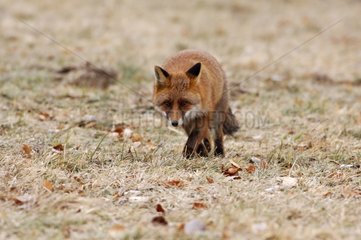 Roter Fuchs bei der Suche nach Food Savoy Frankreich