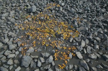 Végétation dans un désert de sable et de cailloux Islande