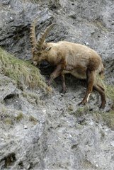 Ibex male grazing grass Vanoise France
