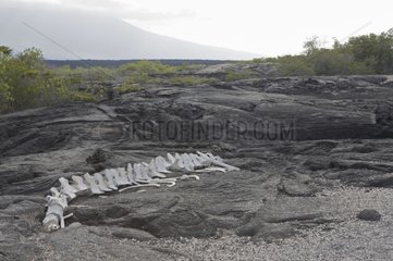 Whale skeleton on the rocky Fernandina Galapagos