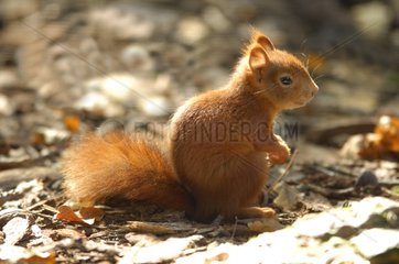 Roter Eichhörnchen saß auf der gemahlenen Moselle Frankreich