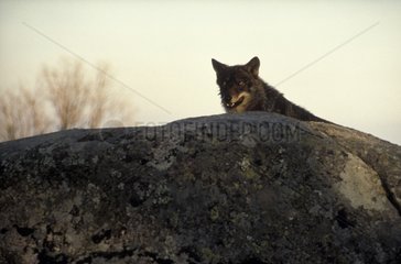 Porträt eines spanischen Wolfs auf einem spanischen Felsen