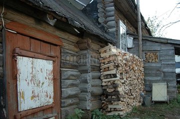Firewood to the shelter for the winter in Russia