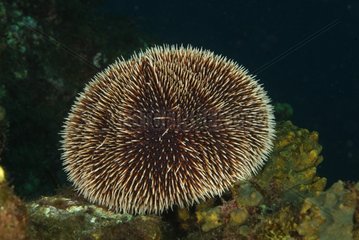 Brown Sea Urchin Socorro Is Mexico