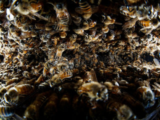 Honey bee (Apis mellifera) - A multitude of bees between two frames. From 20 000 to 80 000 worker live in a hive  even more during the good season  1000 drones (males) and a queen.