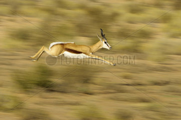Springbok (Antidorcas marsupialis) bounding  Kalahari Desert  Kgalagadi  South Africa