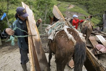 Entladen eines Pferdes mit Bretter Ecuador