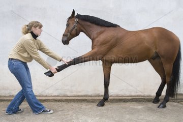 Pferd Osteopathie für ein französisches Sattelpferd
