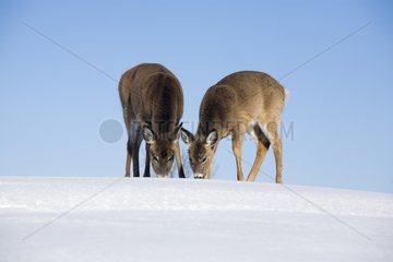 White-tailed Deers seaching for food in the snow Quebec