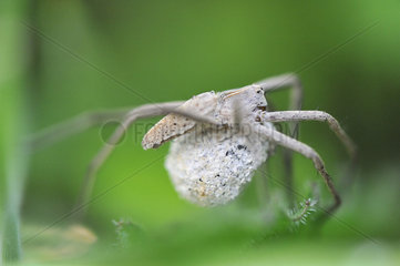 Nursery web Spider female carrying her cocoon - France