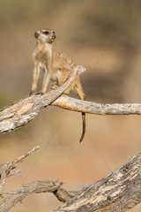 Sentinel Meerkat on tree - Kalahari South Africa