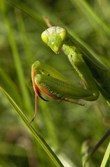 Portrait of Praying Mantis in the grass - France