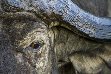 Eye of Cape buffalo - Nakuru Kenya