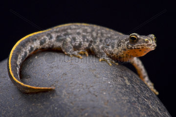Buresch's crested newt (Triturus ivanbureschi) on rock on black background