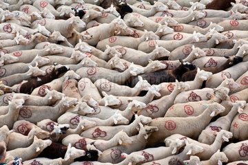 Sheep transhumance Dauphine France