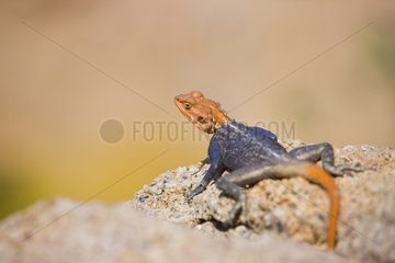 Agama on a roock in the Brandberg mountains - Namibia