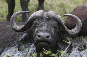 Portrait of African Buffalo in savanna - Masai Mara Kenya