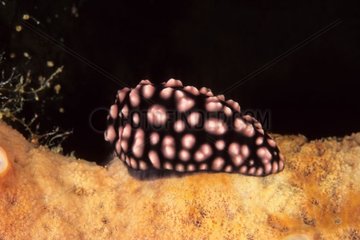 Nudibranch Manado Sulawesi Indonesien