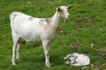 Domestic goat and kid  Scotland