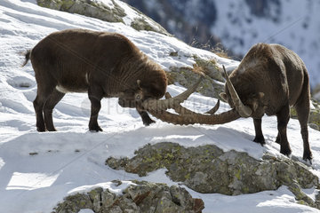 Alpine Ibex fighting - Mercantour Alpes France