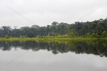 Bank and trees reflected in the lake Cocha blanco Peru