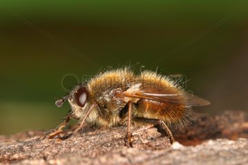 Tachinid fly on dead wood Sieuras Ariège France
