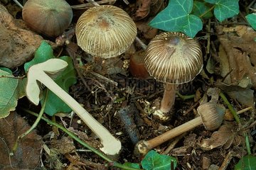 Group of Star-spored Fibre-caps in undergrowth