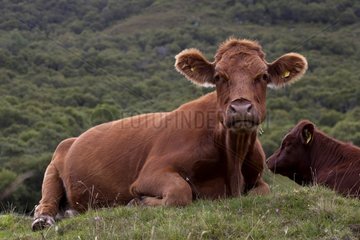 Cow lying in the grass Scotland UK