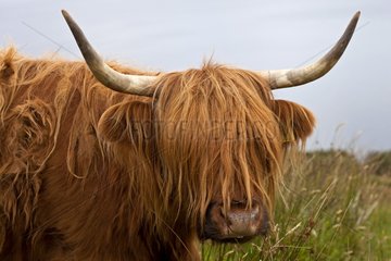 Highland cow on the coast Scotland UK