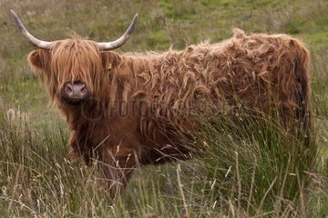 Highland cow on the moor Scotland UK