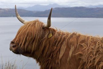 Portrait of Highland cow Scotland UK