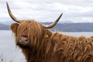 Portrait of Highland cow Scotland UK