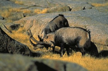 Spanish Ibex males in rut fighting Spain