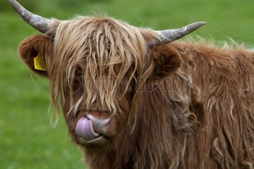 Portrait of Highland cow licking nose Scotland UK