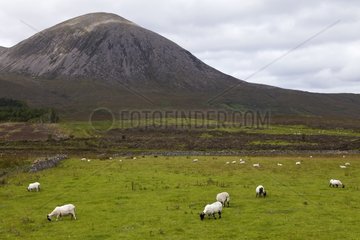 Sheep before the Cuillins Scottish Hebrides Isle of Skye