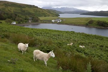 Sheep on the moor Hebrides Isle of Skye Scotland