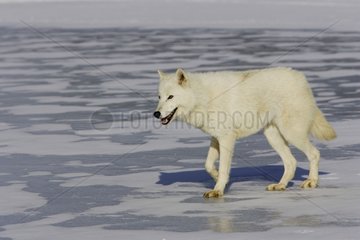 Wolf stepping on the ice in the United States