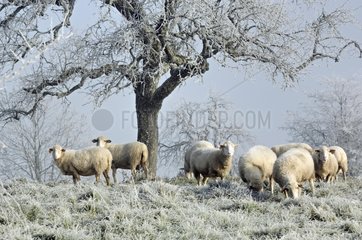 Sheep in a meadow chill Corrèze France