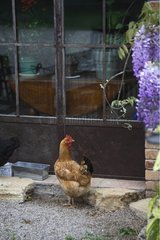Hen in front of a door of home