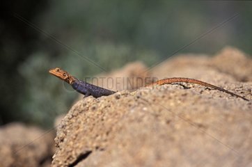 Namib Rock Agama male on a rock in winter Namibia