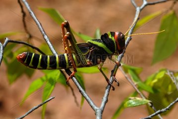 Portrait of a juvenile Locust on a bush Cayenne