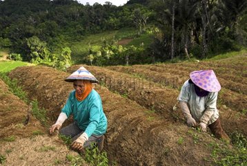 Peasant women working in a clearing Sulawesi