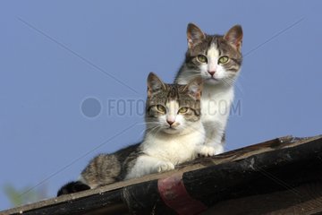 Cat on a roof Kekini Greece