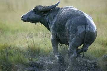 Water Buffalo after his mudpot Komodo Island Indonesia