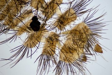 Coleoptere larva under microscope