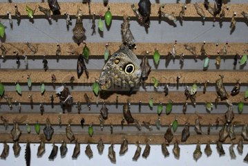 Chrysalis in einer Schmetterlinge Farm Ecuador aufgehängt