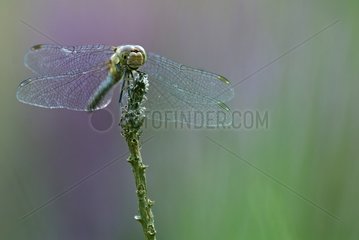 Dragonfly on a rod Aquitaine France