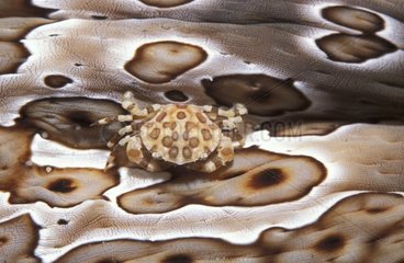 Crabe harlequin sur un holothurie Indonésie